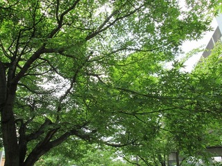 va3781@.jpg