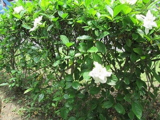 va3782.jpg