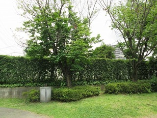 va3786.jpg