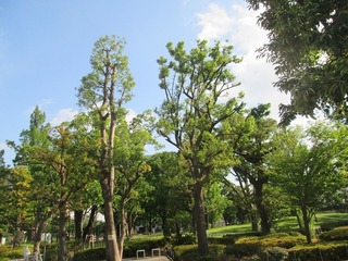 va4730.jpg