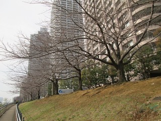 va8131.jpg