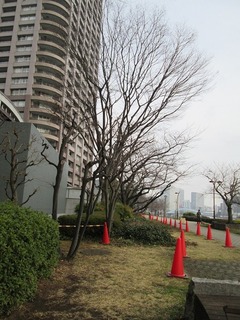 va8135.jpg