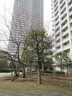 va8136@.jpg