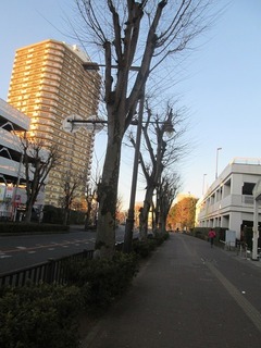 va9592.jpg