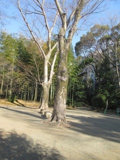 va9632@.jpg