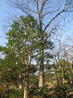 va9690.jpg