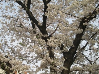 vn0115@.jpg