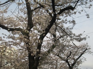 vn0123@.jpg