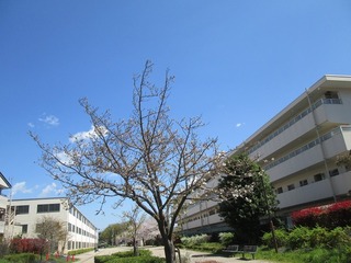 vn0182s@.jpg