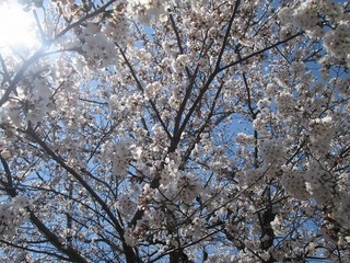 vn0210@.jpg