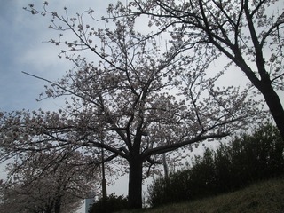 vn0425@.jpg