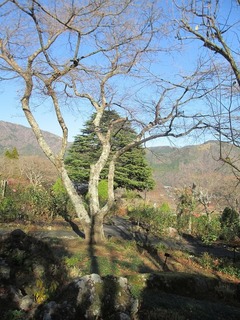 vt9338.jpg